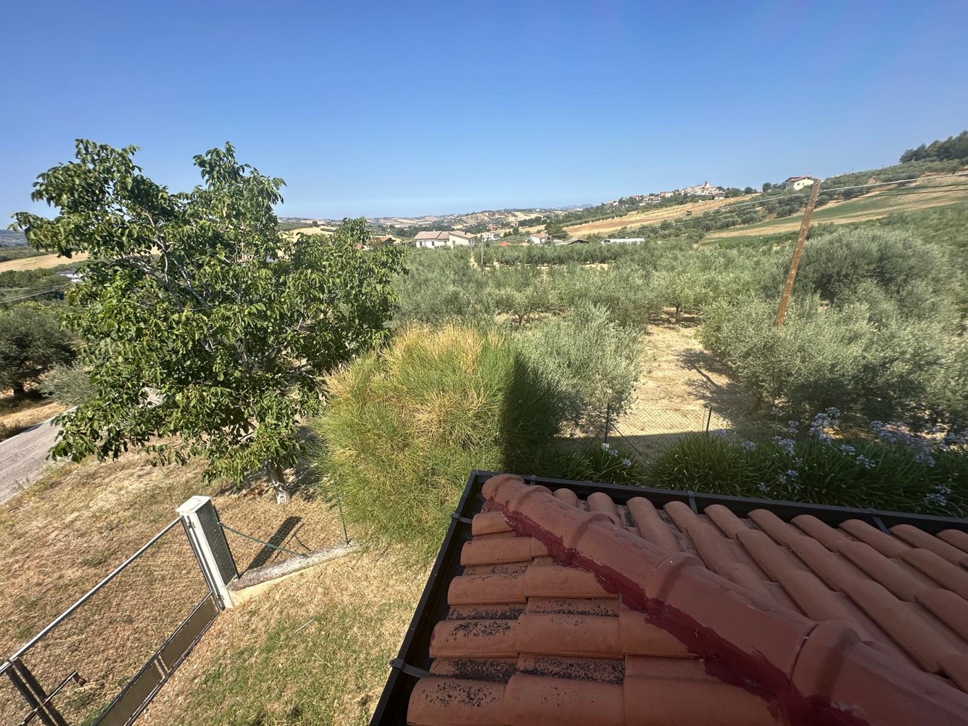 Views over the olive grove and hills — 1321