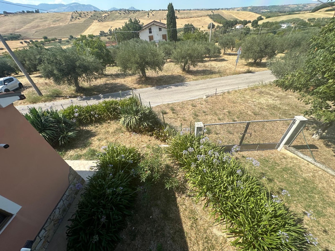 Views over the olive grove and hills — 1321
