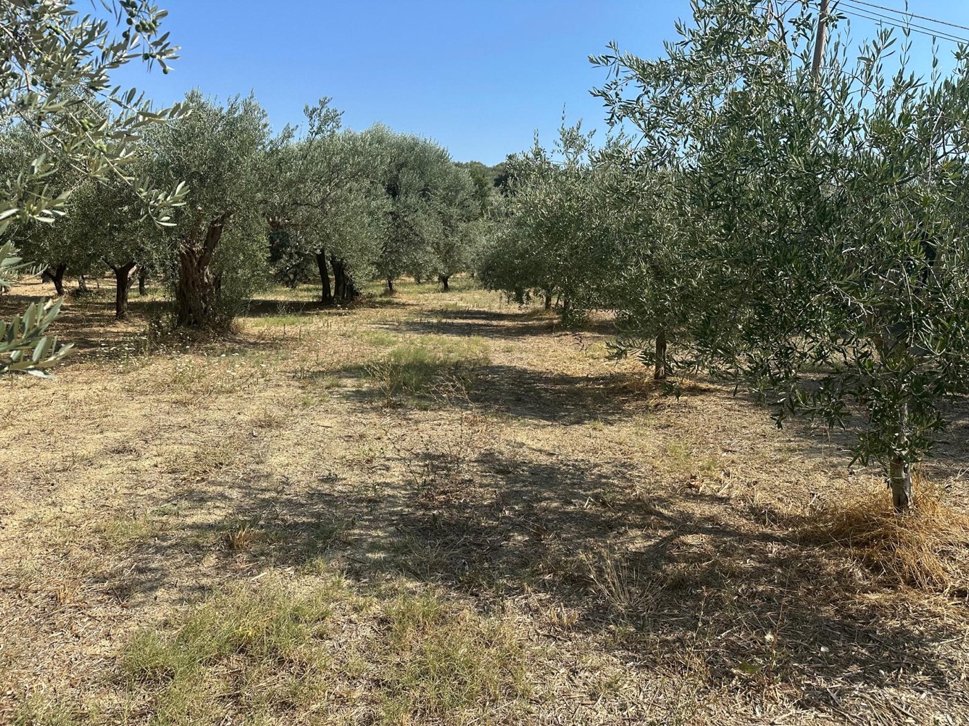 Olive trees on the land — 1321