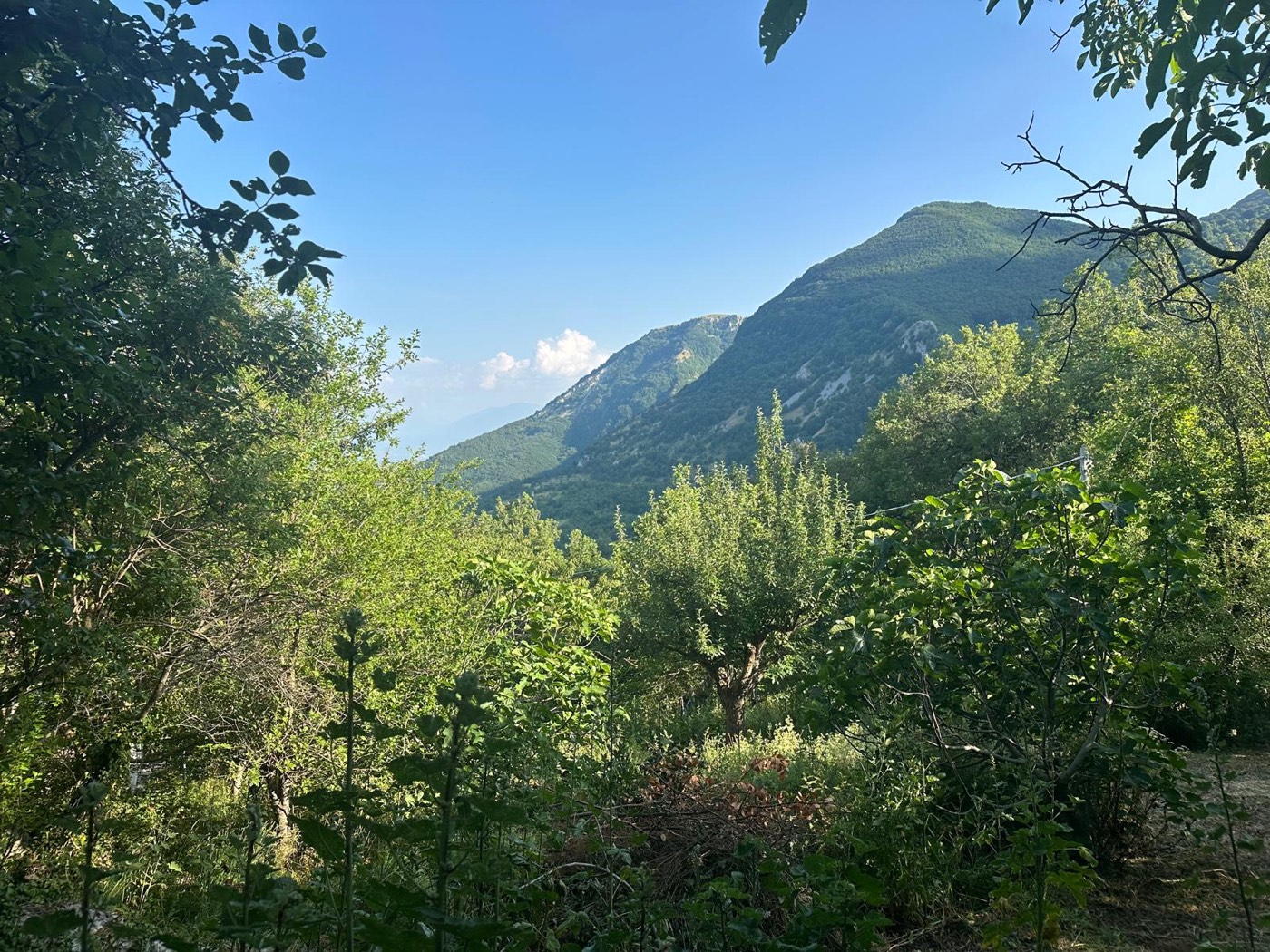 Wooded mountain setting — 1324