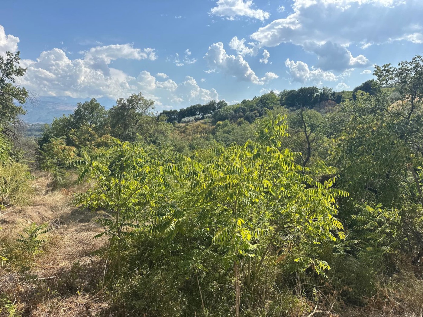 Land and vegetation around the house — 1327