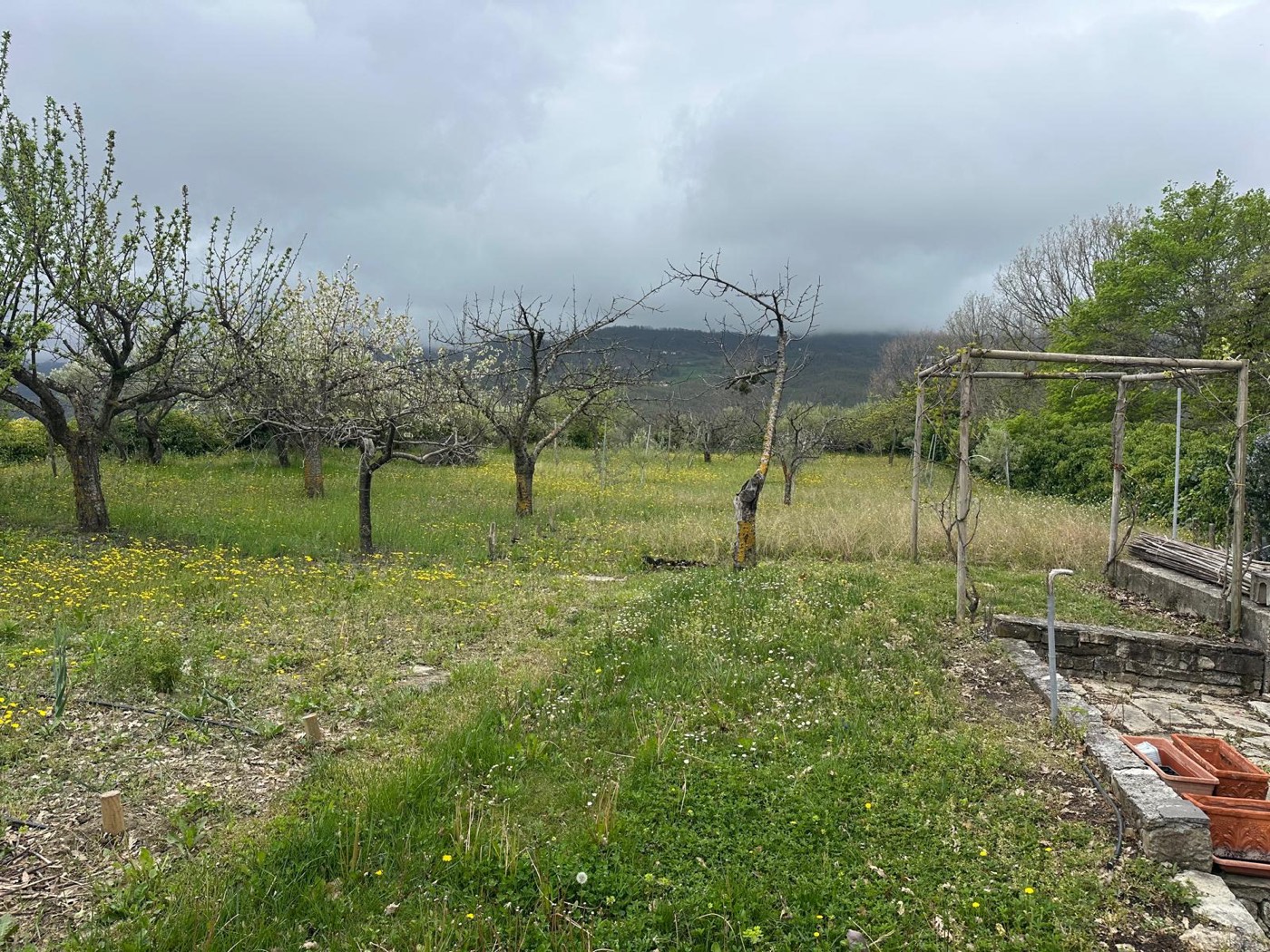 Trees and lawns in the grounds — 1329