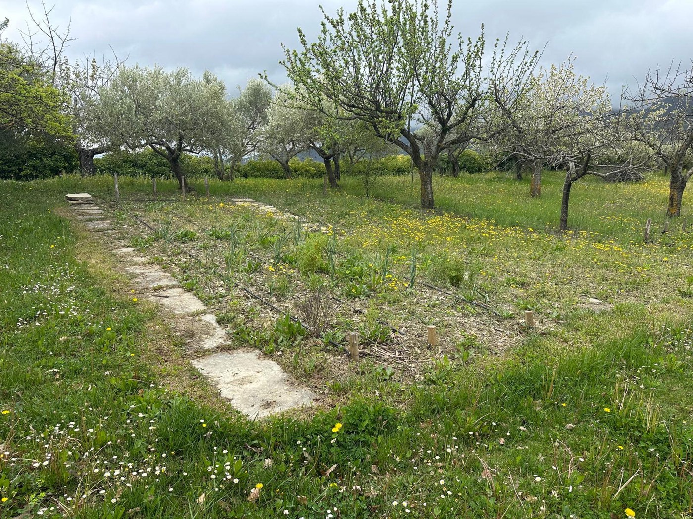 Trees and lawns in the grounds — 1329