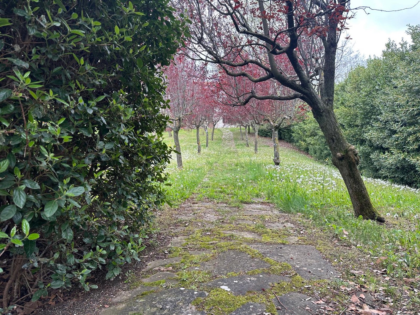 Garden path through the trees — 1329